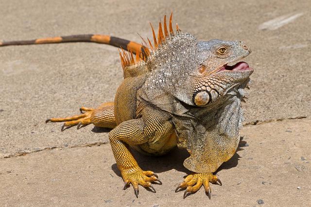 61 Honduras, Roatan, Sherman's Iguanas Refuge.jpg